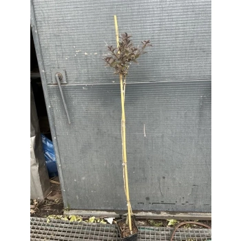 KRZEWUSZKA WEIGELA na pniu z BORDOWYM LIŚCIEM - sadzonki 100 / 120 cm