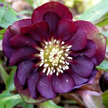 CIEMIERNIK Double Ellen Purple - sadzonki 10 / 15 cm