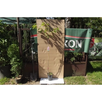 WIŚNIA KIKU SHIDARE szczepiona - sadzonki 180 / 200 cm