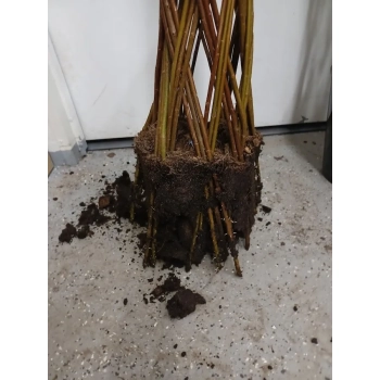 WIERZBA pleciona Pakiet 10 sztuk - sadzonki 120 / 150 cm