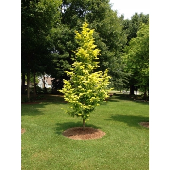 METASEKWOJA szczepiona na pniu GOLDRUSH - sadzonki 90 / 120 cm