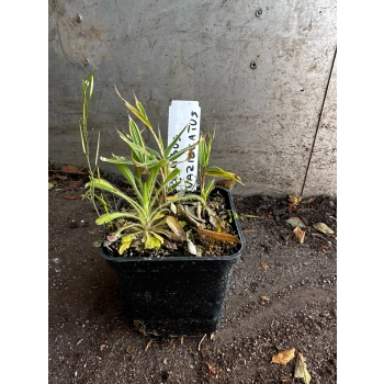 BAMBUS varegiatus - sadzonki 10 / 20 cm