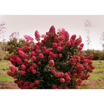HORTENSJA bukietowa czerwona Wims Red - sadzonki 20 / 30 cm