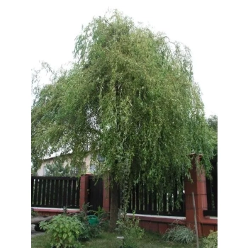 WIERZBA MANDŻURSKA Pakiet 5 sztuk - sadzonki 120 / 140 cm