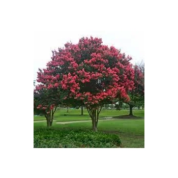 LAGERSTROEMIA na pniu Różowa bez południa - sadzonki 100 / 120 cm