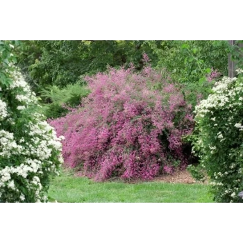 Lespedeza miododajna fioletowa - sadzonki 10 / 20 cm