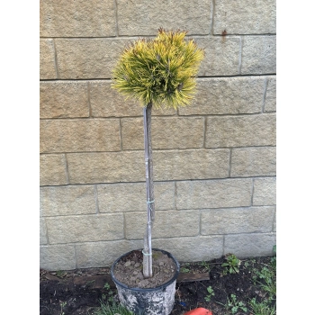 SOSNA GOLDEN ŻÓŁTA szczepiona na pniu kulista sadzonki - 90 / 120cm