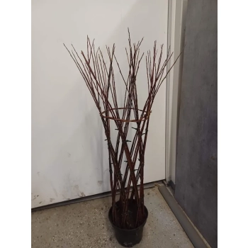WIERZBA pleciona Pakiet 10 sztuk - sadzonki 120 / 150 cm
