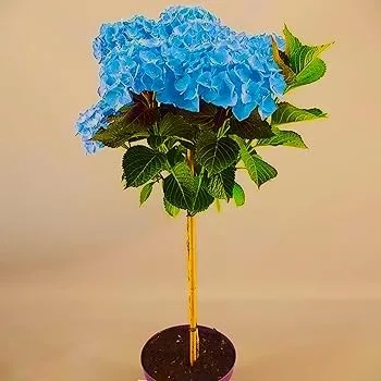 HORTENSJA niebieska na pniu szczepiona - sadzonki 60 / 80 cm
