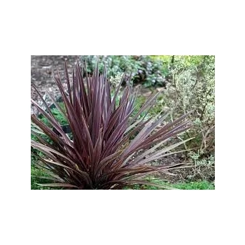 KORDYLINA AUSTRALIJSKA Red Sensation - sadzonki 20 / 30 cm