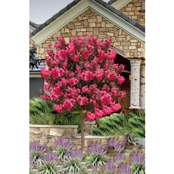 LAGERSTROEMIA na pniu Różowa bez południa - sadzonki 100 / 120 cm