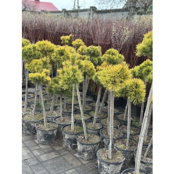 SOSNA GOLDEN ŻÓŁTA szczepiona na pniu kulista sadzonki - 90 / 120cm