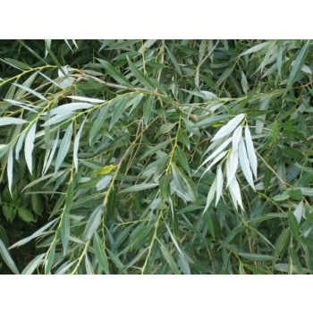 WIERZBA BAMBUSOWA na pniu - sadzonki 150 / 170 cm
