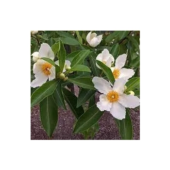 GORDLINIA wielkokwiatowa - sadzonki 80 / 100 cm
