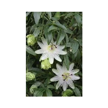 MĘCZENNICA Constance Elliott - sadzonki 5 / 15 cm