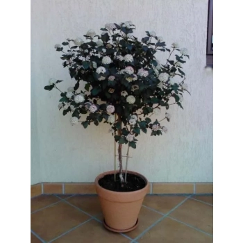 PĘCHERZNICA czerwona na pniu - sadzonki 130 / 150 cm