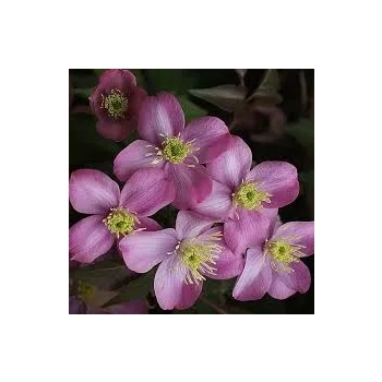 CLEMATIS POWOJNIK GÓRSKI różowy - sadzonki 10 / 20 cm