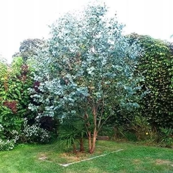 EUKALIPTUS na pniu niebieski odstraszacz komarów - sadzonki 60 / 80 cm
