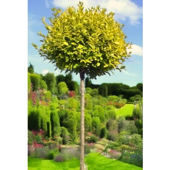 LIGUSTER żółty na pniu AUREUM - sadzonki 70 / 80 cm