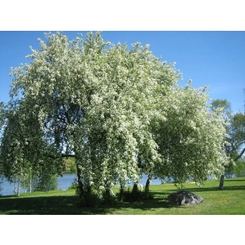 CZEREMCHA miododajna - sadzonki 120 / 140 cm