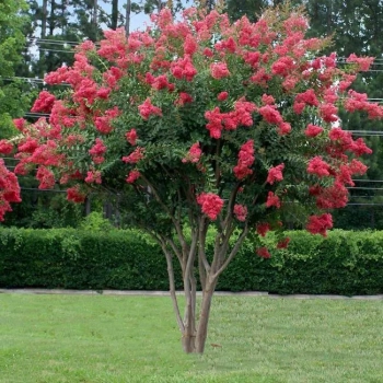 LAGERSTROEMIA na pniu Różowa bez południa - sadzonki 100 / 120 cm