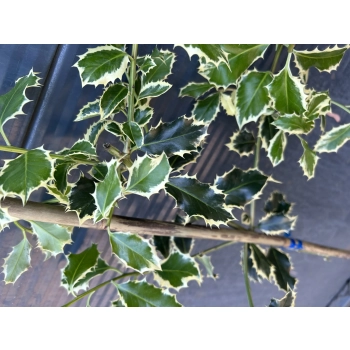 OSTROKRZEW ARGENTEA MARGINATA na pniu 120 / 150 cm