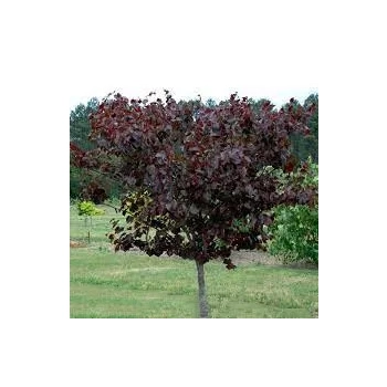 JUDASZOWIEC KANADYJSKI Merlot SZCZEPIONY - sadzonki 80 / 100 cm