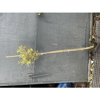 KRZEWUSZKA WEIGELA na pniu z DWUKOLOROWYM LIŚCIEM - sadzonki 100 / 120 cm