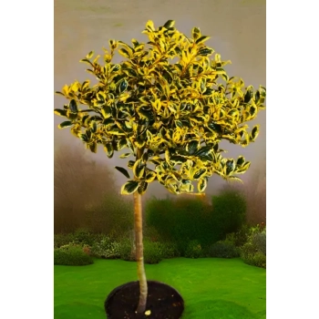 OSTROKRZEW zielono - żółty na pniu GOLDEN KING - sadzonki 100 / 120 cm