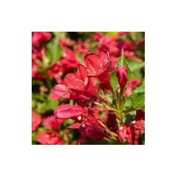 KRZEWUSZKA WEIGELA czerwona Red Prince - sadzonki 5 / 15 cm