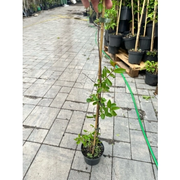 LAGERSTROEMIA jasnoróżowa bez południa - sadzonki 100 / 130 cm