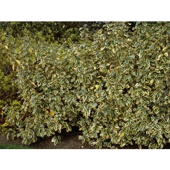 OLIWNIK Gilt Edge zimozielony - sadzonki 20 / 30 cm