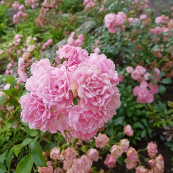 RÓŻA OKRYWOWA różowa donica - sadzonki 15 / 30 cm