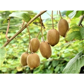 KIWI samopylne duże sadzonki odporna na mróz - sadzonki 10 / 15 cm