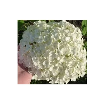 HORTENSJA DRZEWIASTA Bounty - sadzonki 60 / 80 cm