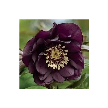CIEMIERNIK Double Ellen Purple - sadzonki 10 / 15 cm