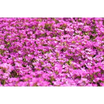 GĘSIÓWKA KAUKASKA Deep Rose - sadzonki 10 / 20 cm