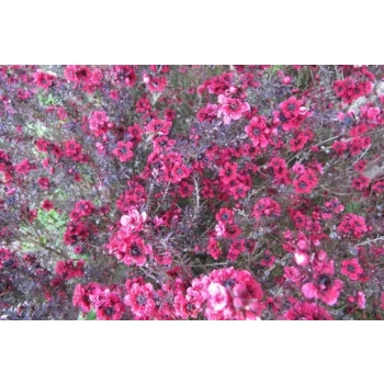 MANUKA Leptospermum scoparium Red Damask miododajne lecznicze - sadzonki 5 / 10 cm