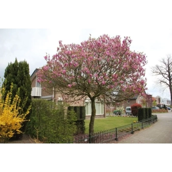 MAGNOLIA SUSAN - sadzonki 40 / 60 cm