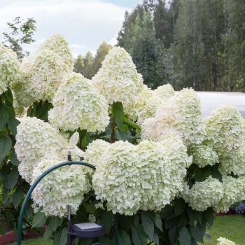 HORTENSJA bukietowa Hercules - sadzonki 20 / 30 cm