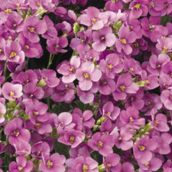 GĘSIÓWKA KAUKASKA Deep Rose - sadzonki 10 / 20 cm