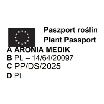 ARONIA na pniu czarna odporna na mróz - sadzonki 100 / 120 cm