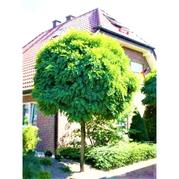 AKACJA na pniu szczepiona kulista - sadzonki 190 / 210 cm
