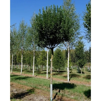 ŚWIDOŚLIWA szczepiona na pniu - sadzonki 100 / 120 cm