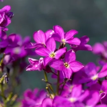 GĘSIÓWKA KAUKASKA Deep Rose - sadzonki 10 / 20 cm