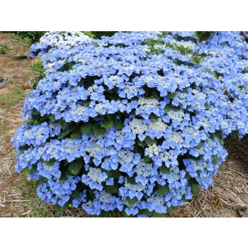 HORTENSJA ogrodowa niebieska Blaumeise - sadzonki 10 / 15 cm