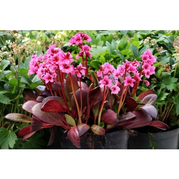 BERGENIA SERCOLISTNA Flirt zimozielona - sadzonki 10 / 15 cm