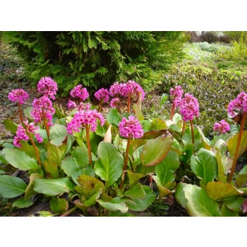 BERGENIA GRUBOLISTNA - sadzonki 10 / 20 cm