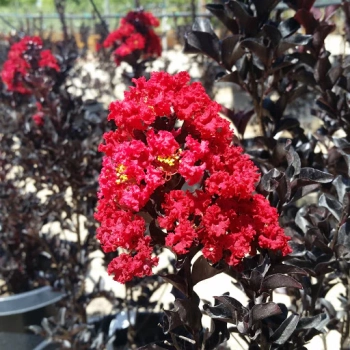 LAGERSTROEMIA CZERWONA czerwony liść - sadzonki 50 / 70 cm