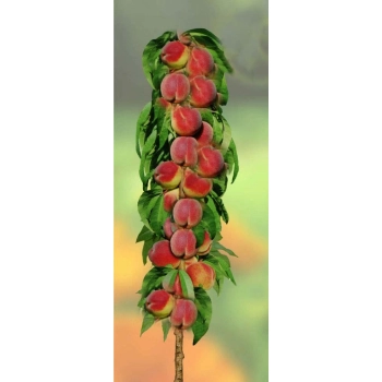BRZOSKWINIA HARNAŚ kolumnowa - sadzonki 120 / 140 cm